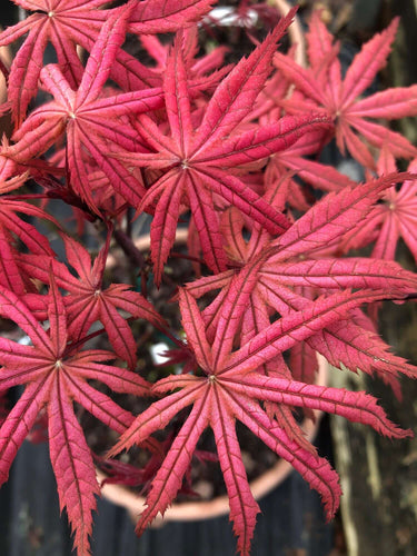 Acer palmatum 'Uncle Ghost' - mapleridgenursery